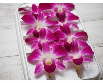 デンファレ カトレア 8輪 1ﾊﾟｯｸ 生鮮野菜 業務用食材 飲食店仕入れ ミクリード