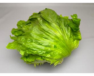 レタス 1個 生鮮野菜 業務用食材 飲食店仕入れ ミクリード レタス 1個 生鮮野菜 業務用食材 飲食店仕入れ ミクリード
